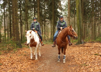Ausritt Wald