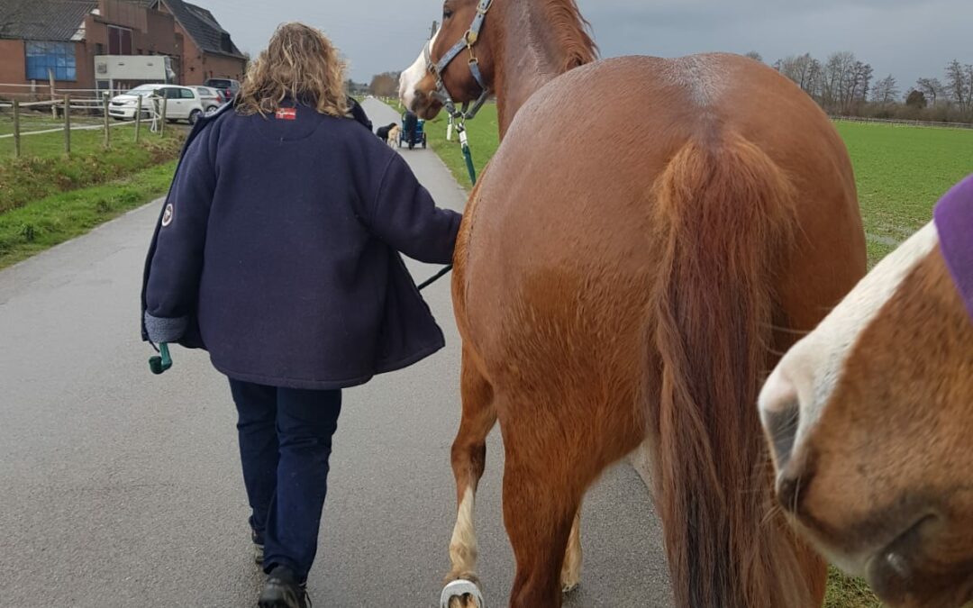 Deine körperlichen Ressourcen im Reitsport nutzen