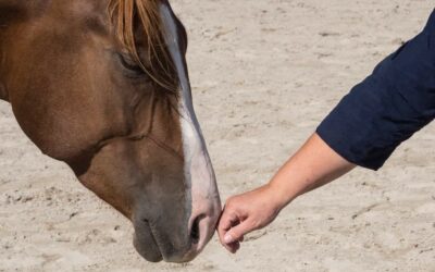 Die Bedeutung der Körperhaltung und Reaktionen im Umgang mit dem Pferd