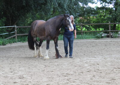 Bodenarbeit Horsemanship