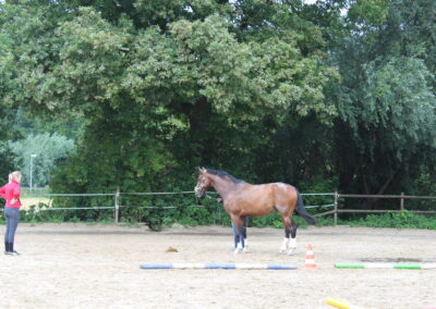 Bodenarbeit Horsemanship