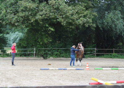 Bodenarbeit Horsemanship