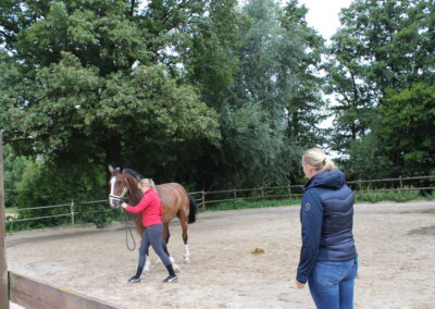 Bodenarbeit Horsemanship