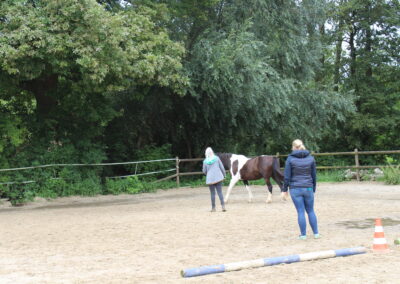 Bodenarbeit Horsemanship