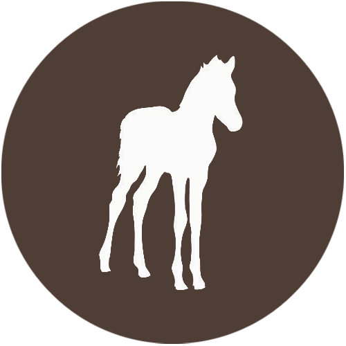 Foal Kopie