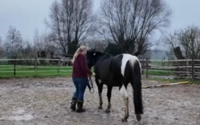 Hast du Angst davor, was andere denken – wenn du nicht reitest, sondern „nur“ Bodenarbeit machst?