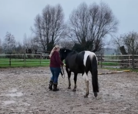 Hast du Angst davor, was andere denken – wenn du nicht reitest, sondern „nur“ Bodenarbeit machst?