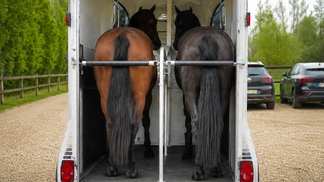 2 Pferde im transporter