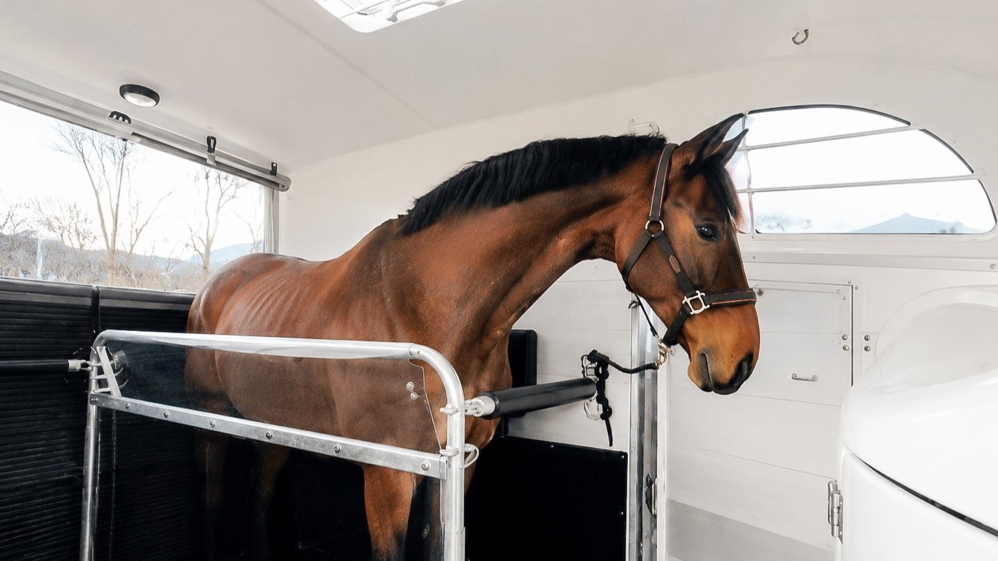 pferd im transporter