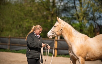 Mentaltraining oder Verhaltenstherapie bei Reitangst – welcher Weg ist der richtige?