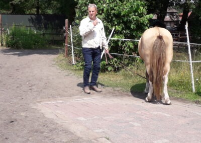 2019 IPG Reken: ANGSTFREI REITEN - LIVE IM RING